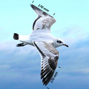 Flügel Schwarzkopfmöwe Jungvogel