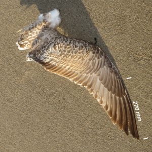 Herring gull, wing juvenile