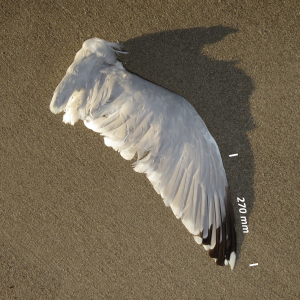 Flügel Silbermöwe