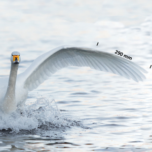 Whooper swan, wing
