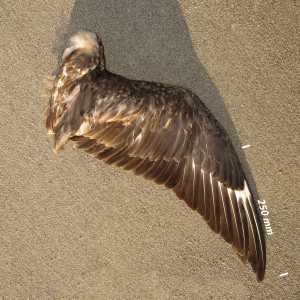Great skua, wing