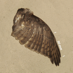 Sparrowhawk, wing