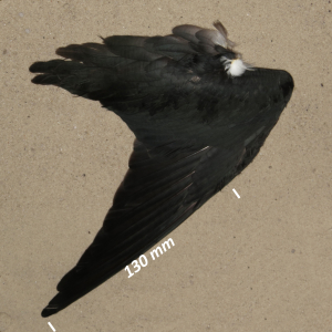 Black-winged stilt, wing