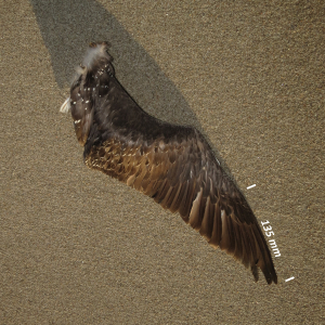 Red-throated loon, wing