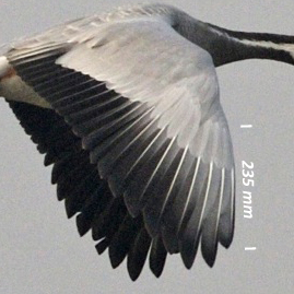Bar-headed goose, wing