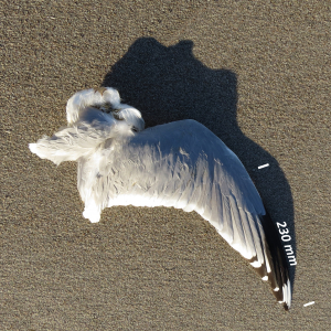 Mew gull, wing adult bird