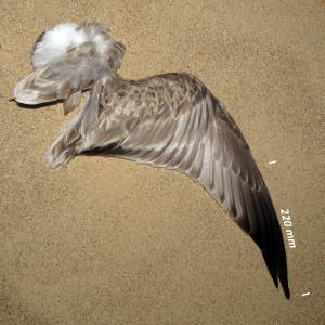 Mew gull, wing juvenile