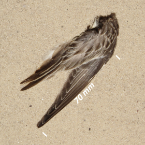 Broad-billed sandpiper, wing