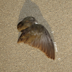 Common moorhen, wing