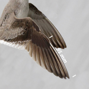 Terekruiter, vleugel