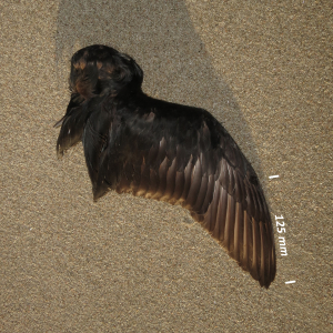 Common scoter, wing male