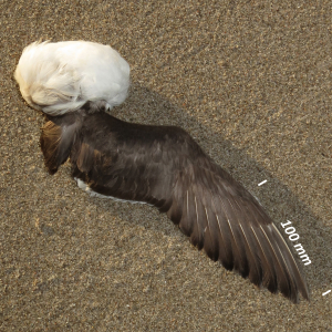 Common murre, wing adult bird