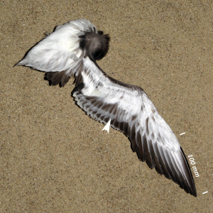 Zeekoet, vleugel jonge vogel