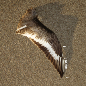 Black-tailed godwit, wing