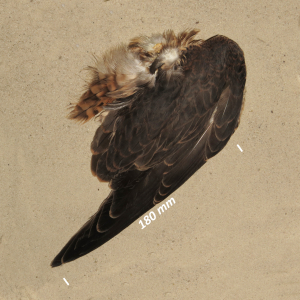 Peregrine falcon, wing