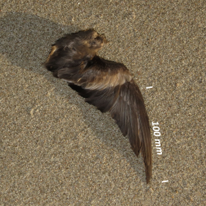 Leach's storm petrel, wing