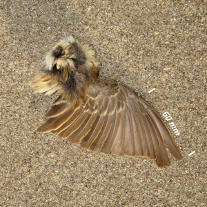 Flügel Wiesenpieper