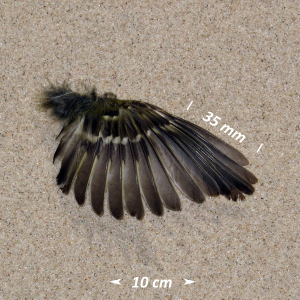 Flügel Wintergoldhähnchen