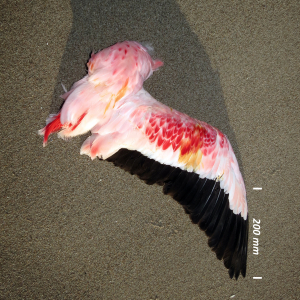 Lesser flamingo, wing