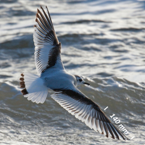 Little gull, wing juvenile