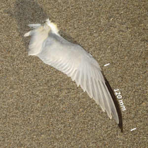 Little tern, wing