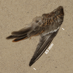 Kleine strandloper, vleugel