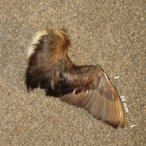 Flügel Zwergtaucher