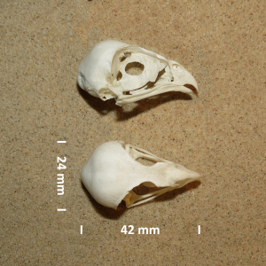 Eurasian sparrowhawk, skull