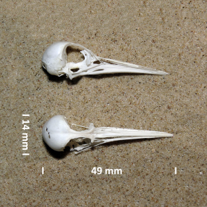 Common sandpiper, skull