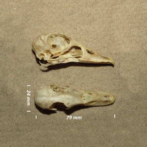 Mandarin duck, skull