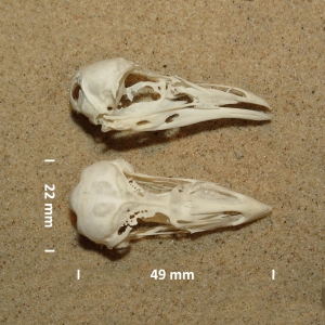 Schädel Krabbentaucher