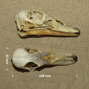 Egyptian goose, skull