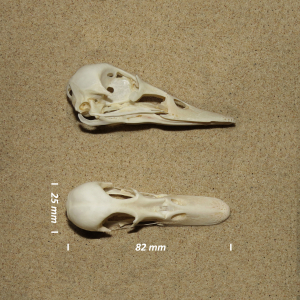 Eurasian wigeon, skull