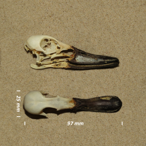 Gadwall, skull