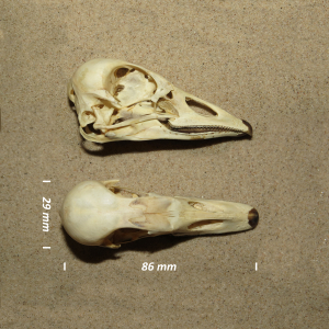 White-fronted goose, skull