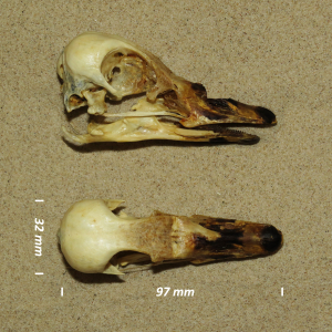 Pink-footed goose, skull