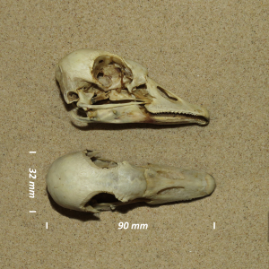 Lesser white-fronted goose, skull