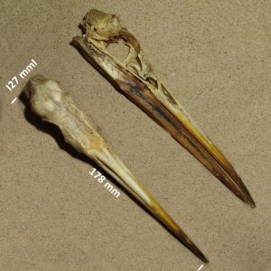 Schädel Silberreiher