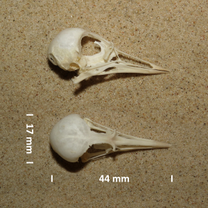 Steenloper, schedel