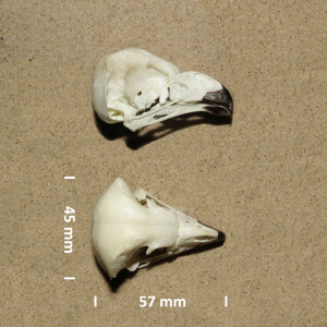 Short-eared owl, skull
