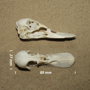 Aythya fuligula (cranium)