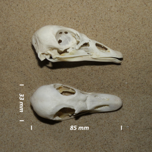 Barnacle goose, skull