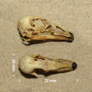 Red-breasted goose, skull