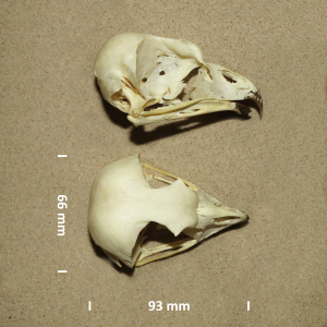 Bubo scandiacus (cranium)