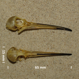 Curlew sandpiper, skull