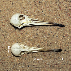 Paarse strandloper, schedel