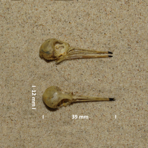 Kleine strandloper, schedel
