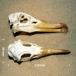 Scopoli's pijlstormvogel, schedel