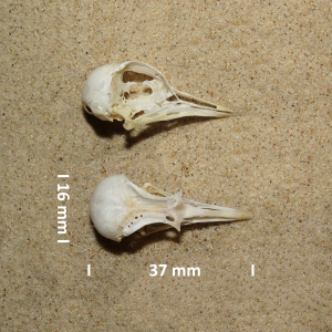 Kentish plover, skull