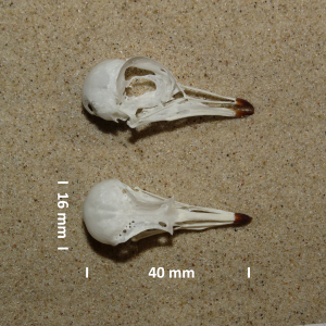 Schädel Sandregenpfeifer